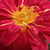 Galben-roșu - Trandafiri miniatur - pitici - Cleopátra